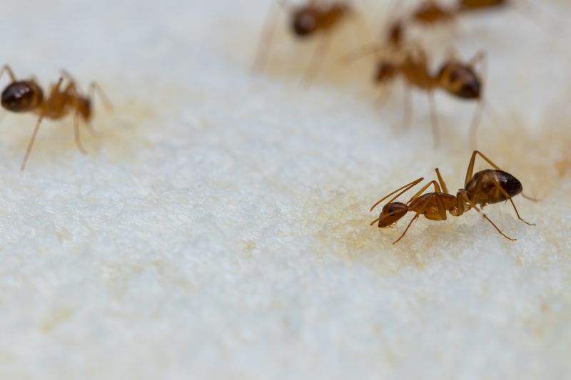 Ant Pest Control Methods That Target Colonies At The Source
