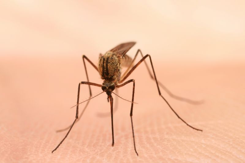 Bug And Insect Prevention Strategies