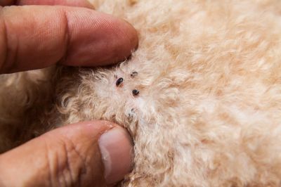 Choosing A Commercial Flea And Tick Control Provider