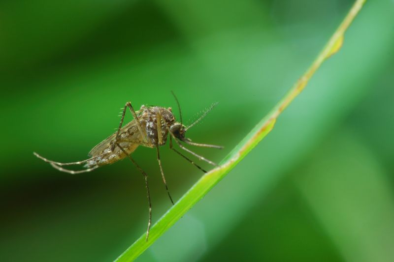 Common Bugs And Insects That Invade Homes