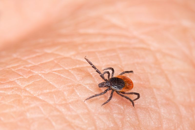 Common Flea And Tick Problems In Homes And Yards