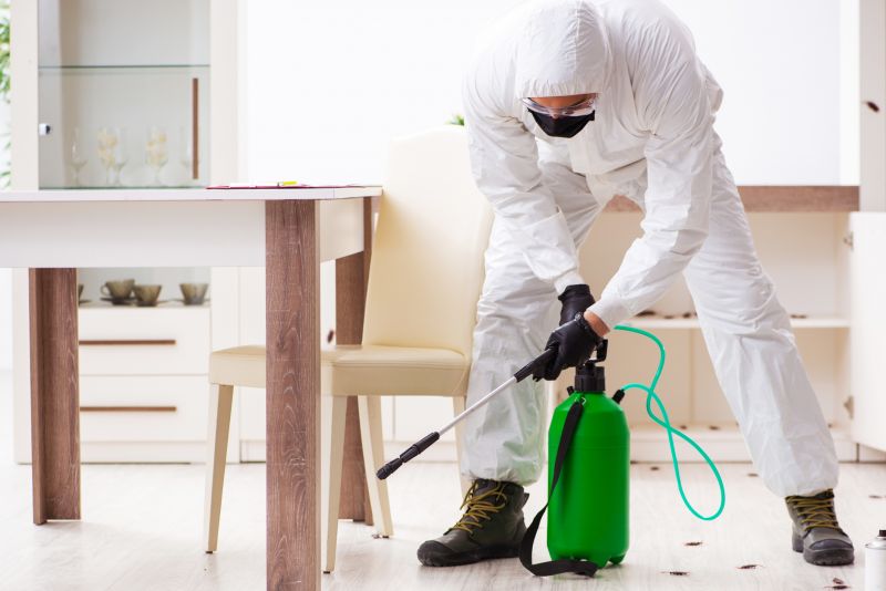 Common Pests That Invade Homes