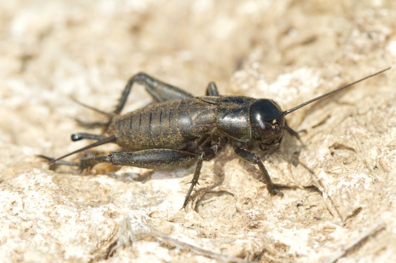 Cricket Control Strategies For Warehouses And Storage Facilities