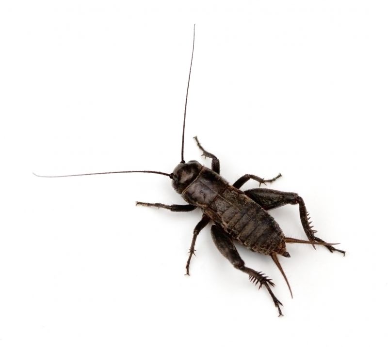 Cricket Control Strategies For Warehouses And Storage Facilities