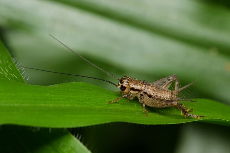 Cricket Control Strategies For Warehouses And Storage Facilities