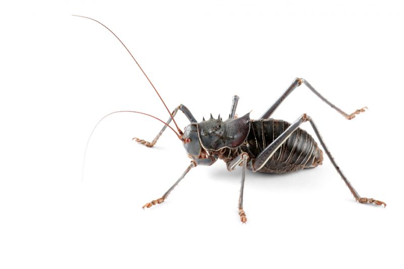 Cricket Control Strategies For Warehouses And Storage Facilities