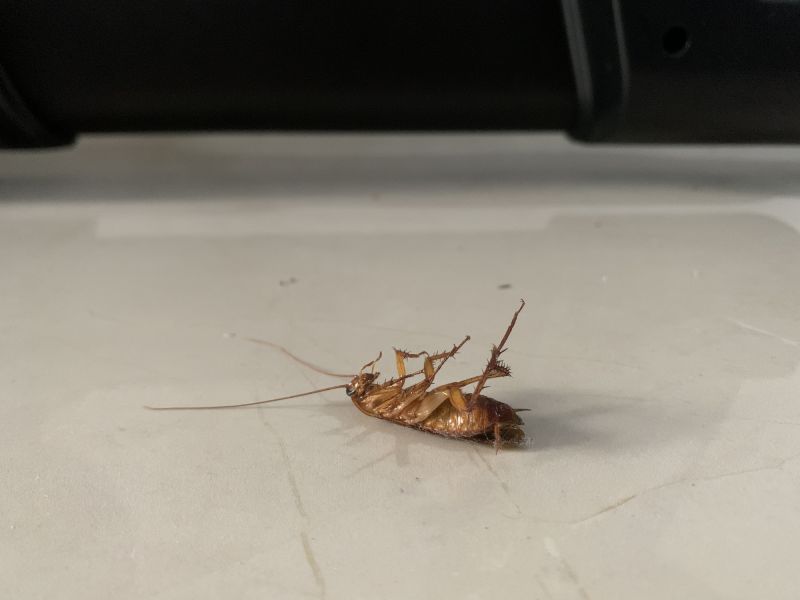Health Risks Associated With Cockroaches Indoors