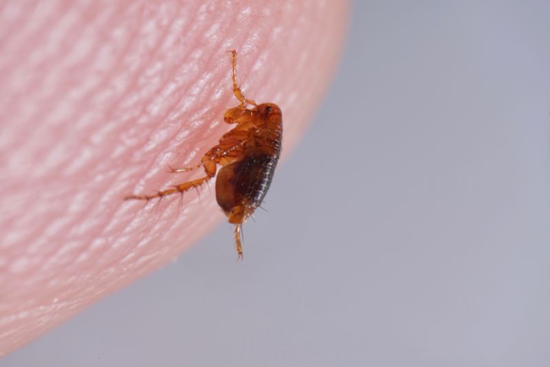How Flea And Tick Infestations Affect Pets And People