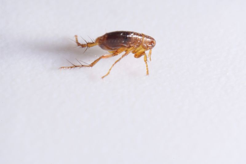 How Flea And Tick Infestations Affect Pets And People