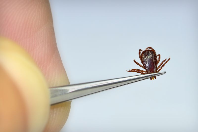 How Flea And Tick Infestations Affect Pets And People