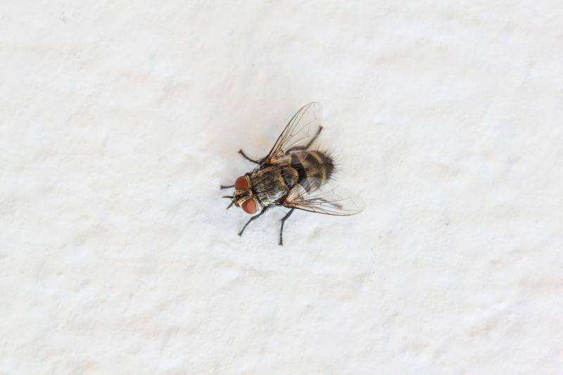 How Flies Impact Customer Experience