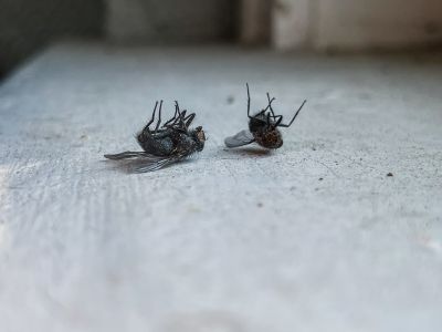 How Flies Impact Customer Experience