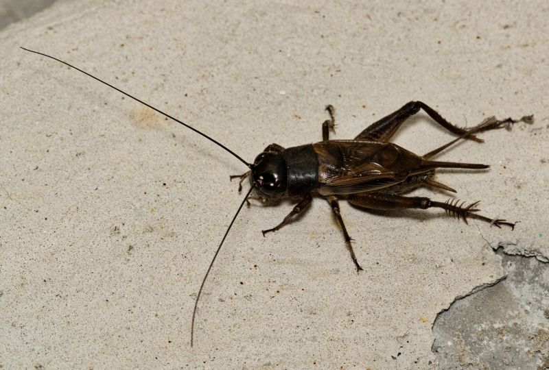 How Professional Cricket Pest Control Works