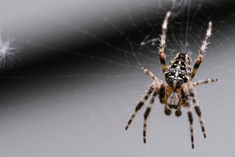 How Professional Spider Control Works