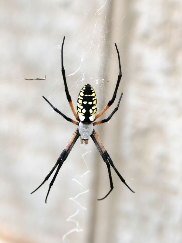 How Professional Spider Control Works