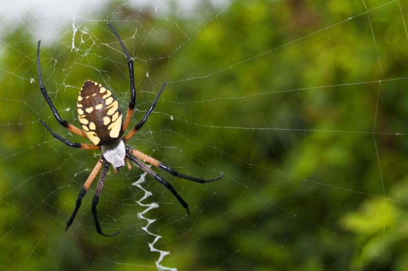 How Professional Spider Control Works