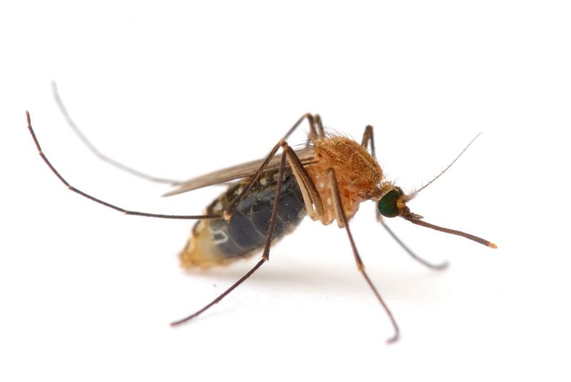 Seasonal Fly And Mosquito Activity And Prevention Strategies