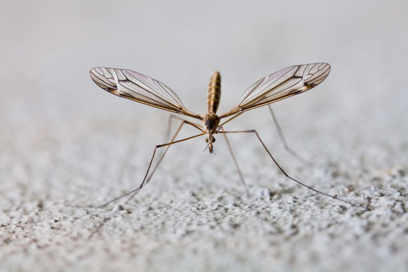 Seasonal Fly And Mosquito Activity And Prevention Strategies
