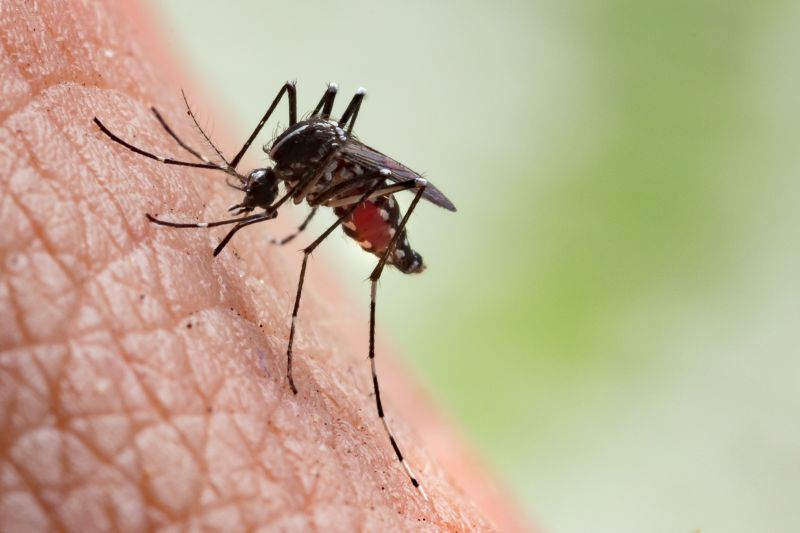 Seasonal Fly And Mosquito Activity And Prevention Strategies