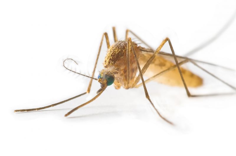 Seasonal Fly And Mosquito Activity And Prevention Strategies
