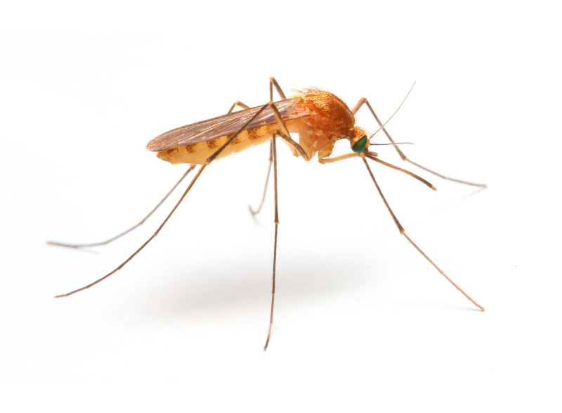 Seasonal Fly And Mosquito Activity And Prevention Strategies