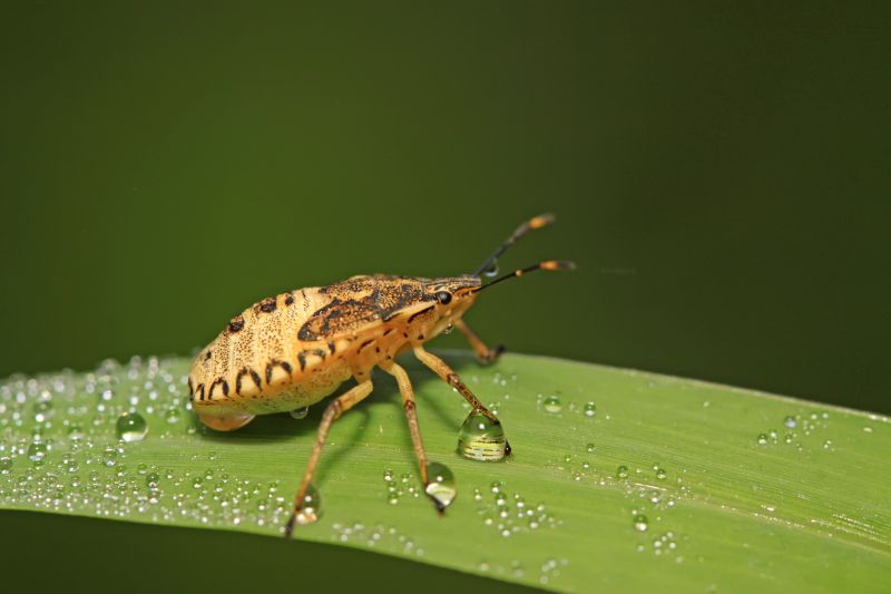Signs You Have A Stinkbug Infestation Indoors