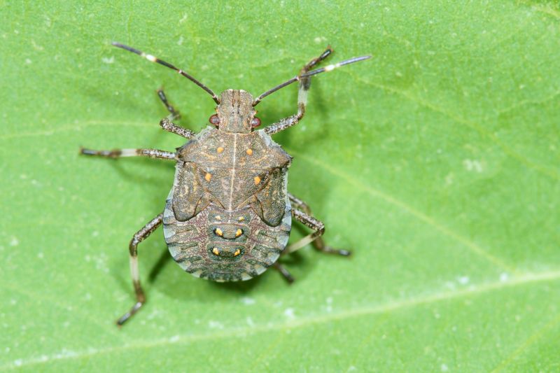 Signs You Have A Stinkbug Infestation Indoors