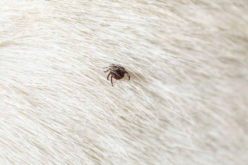 Signs Your Commercial Property Needs Flea And Tick Treatment