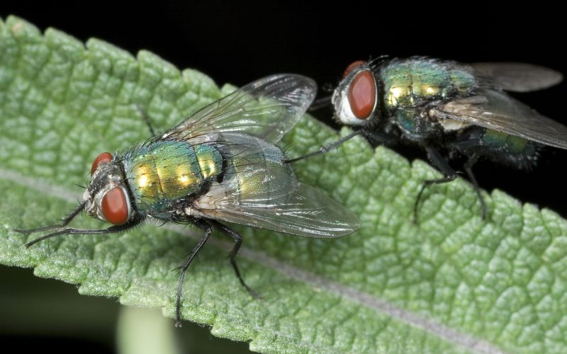 Signs Your Property Needs Professional Mosquito Or Fly Treatment