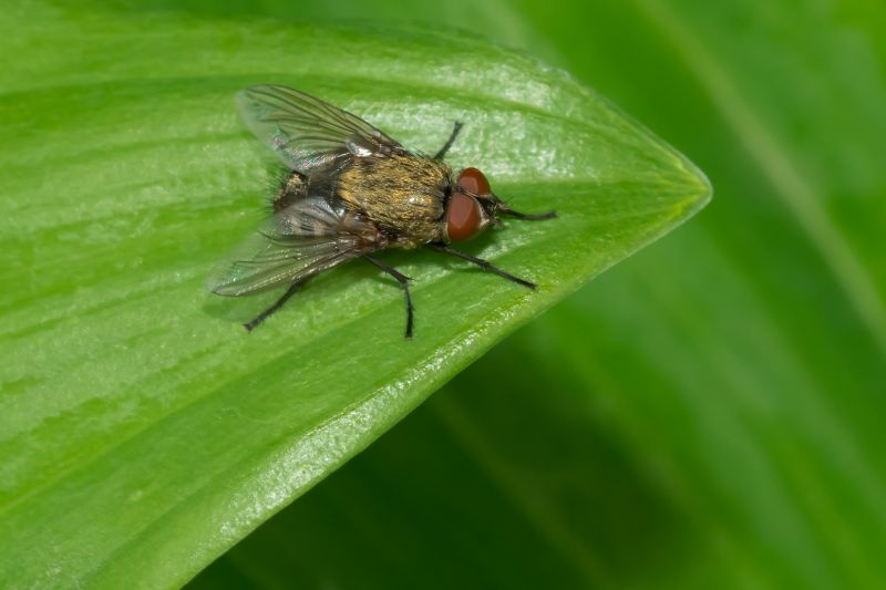 Spring Mosquito And Fly Control Solutions For Commercial Properties