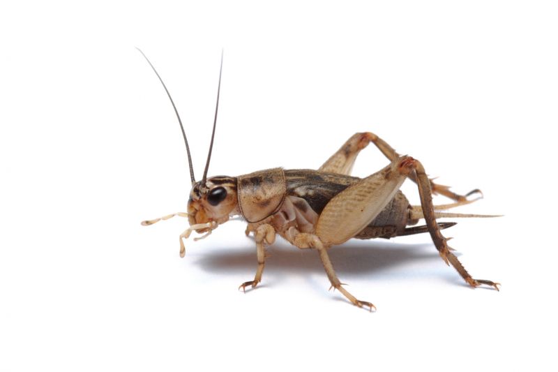 Why Commercial Spider And Cricket Control Is Important