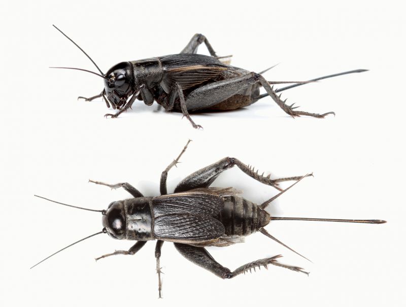 Why Commercial Spider And Cricket Control Is Important