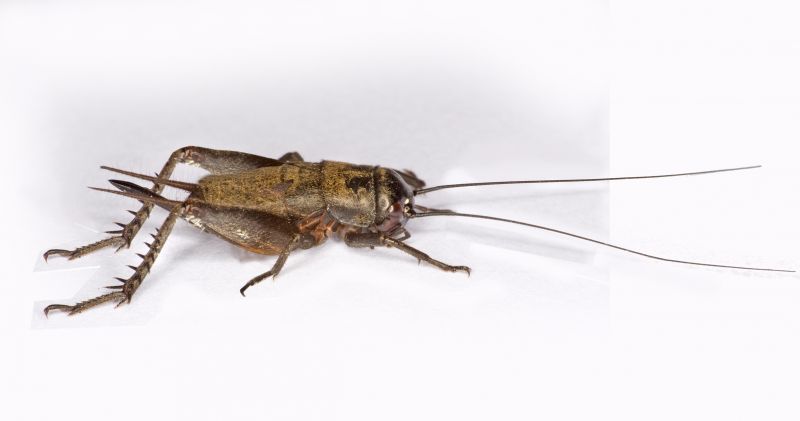Why Commercial Spider And Cricket Control Is Important