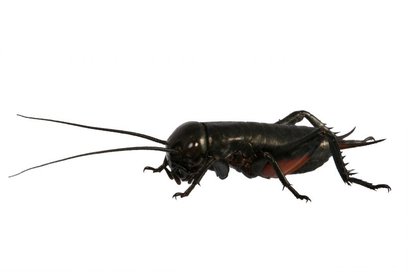 Why Spiders And Crickets Invade Residential Properties