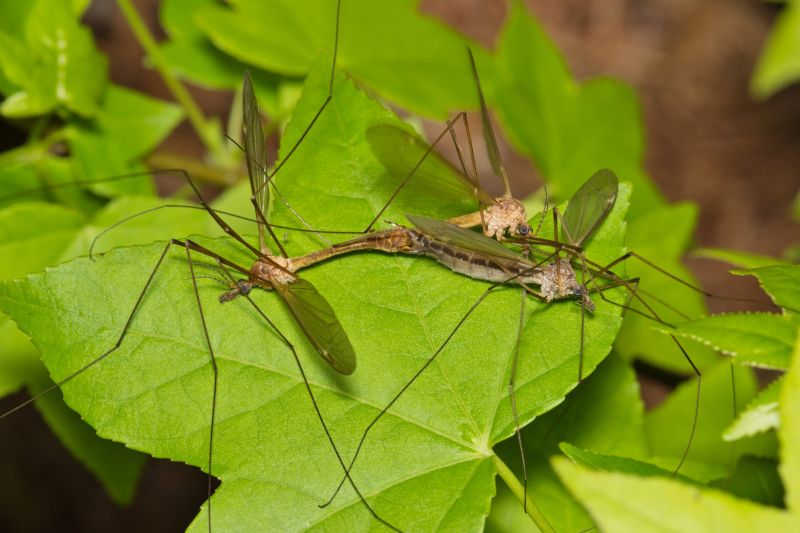 Why Spring Fly And Mosquito Pest Control Matters