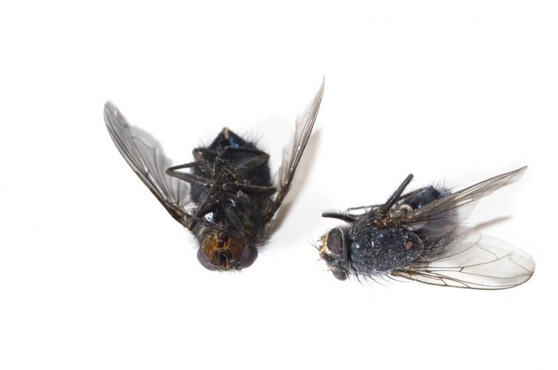 Why Spring Fly And Mosquito Pest Control Matters