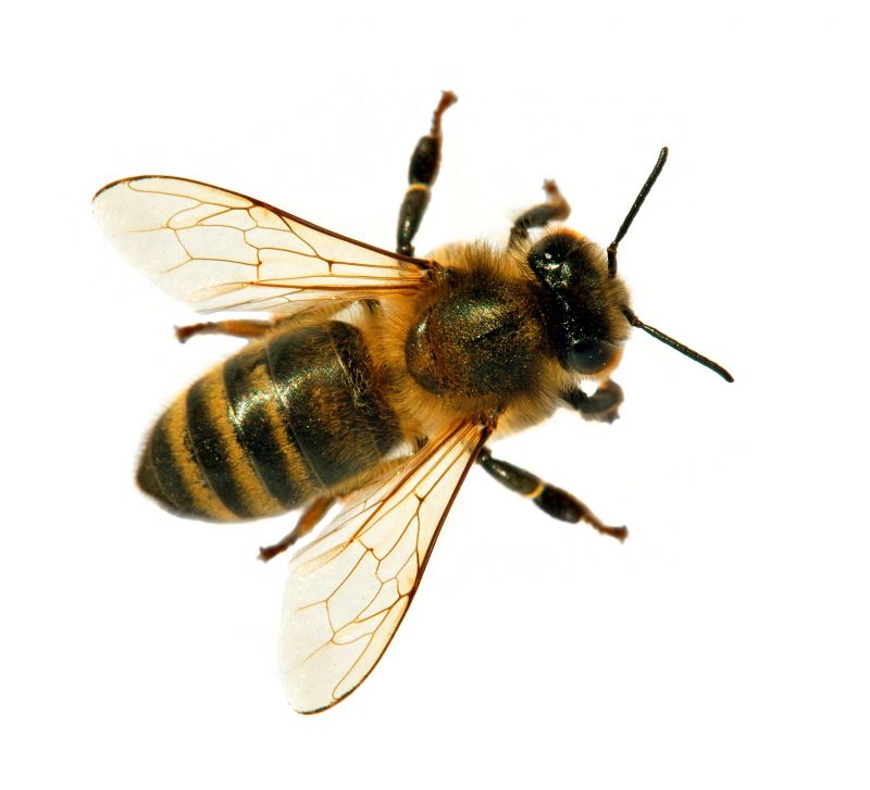 Control De Plagas De Abejas