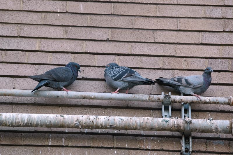 Control De Plagas De Pajaros Y Murciélagos